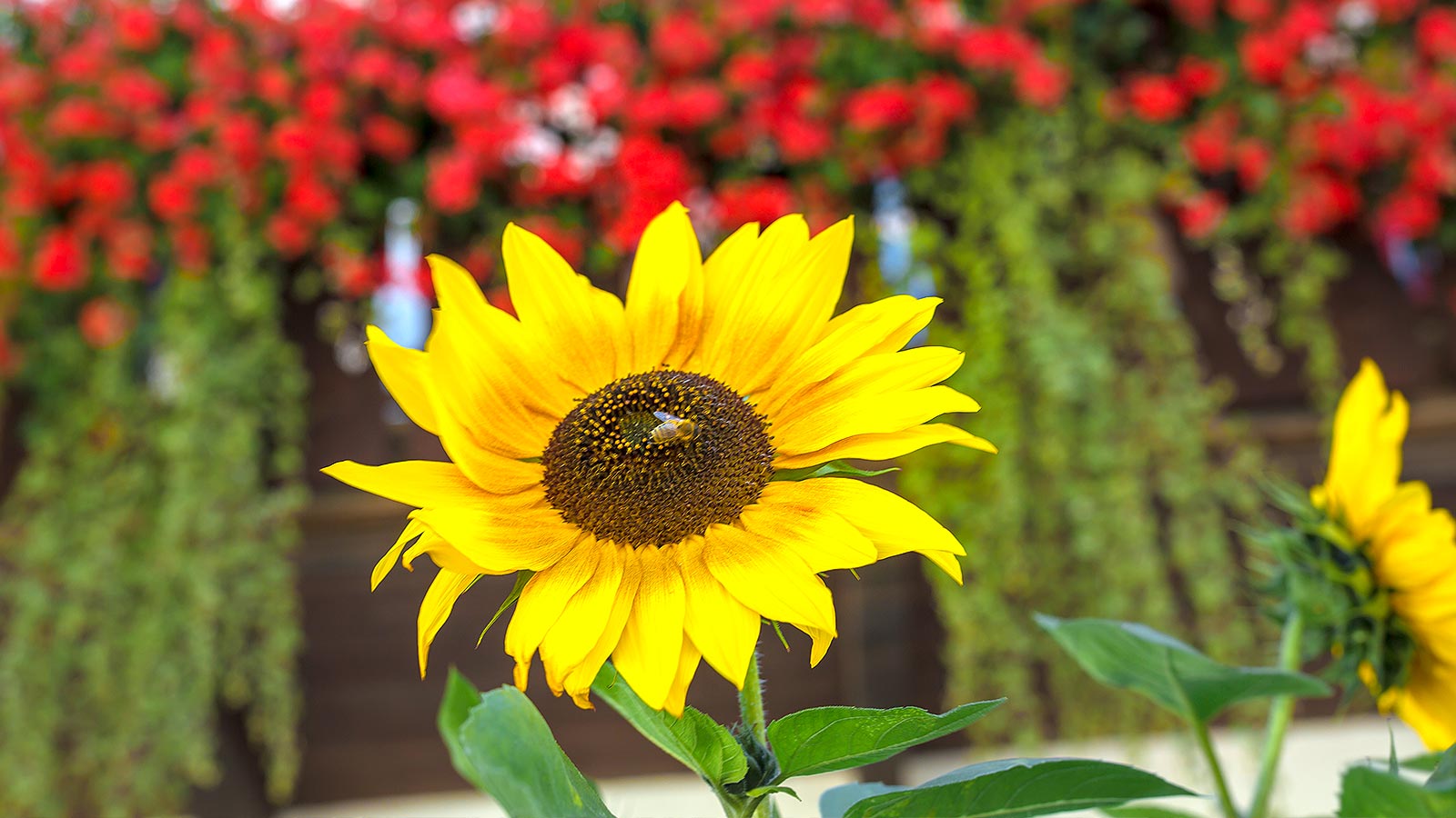 Particolare di un girasole con un'ape seduta su di esso